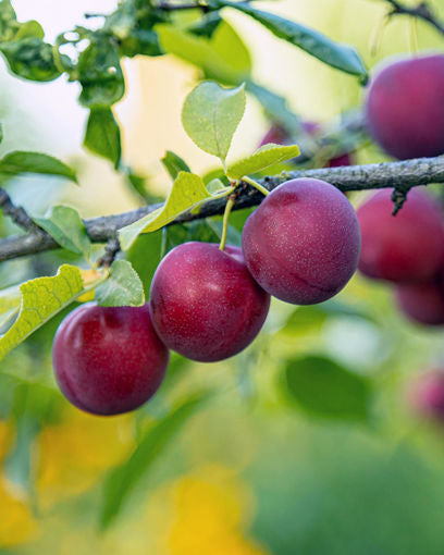 AU Rubrum Plum (bare root)