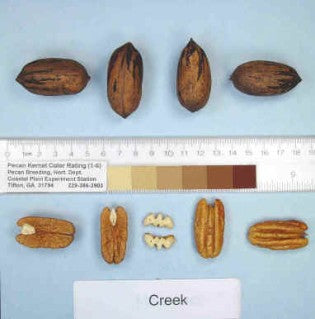 CREEK Pecan (Bare Root)