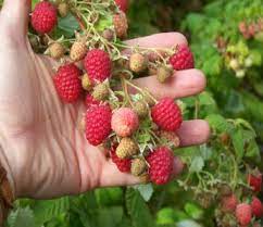 CRIMSON GIANT Raspberry (1 Gallon Container/ Trade Gallon)