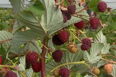 CRIMSON NIGHT Raspberry (BARE ROOT)
