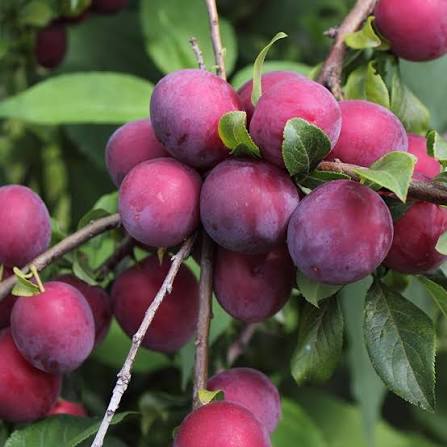 Morris Plum (BARE ROOT)