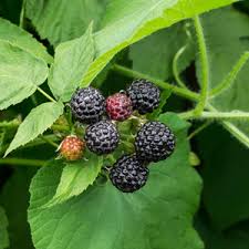 Munger "Black" Raspberry (1 Gallon)