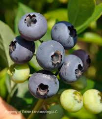O'Neal Blueberry (3 Gallon Container)
