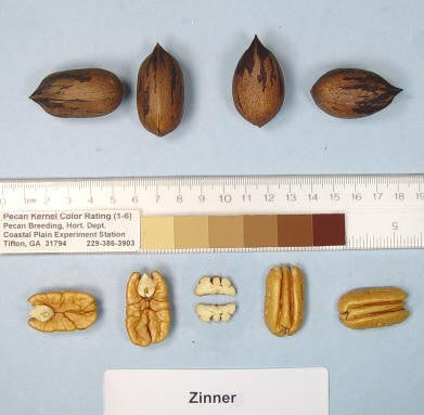 ZINNER Pecan (Bare Root)