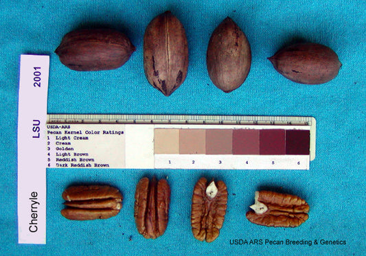 CHERRYLE Pecan (Bare Root)
