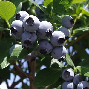 MEADOWLARK Blueberry (1 Gallon Container/ Trade Gallon)