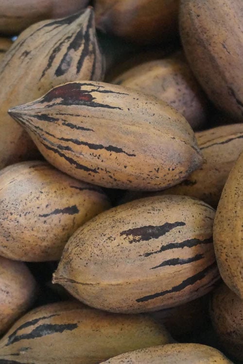 LAKOTA Pecan (Bare Root)