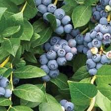 Toro Blueberry (3 Gallon)