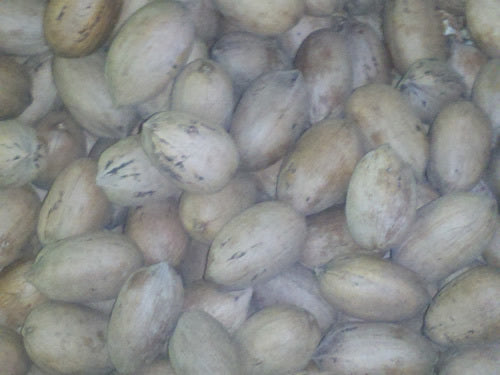 DESIRABLE Pecan (bare root)