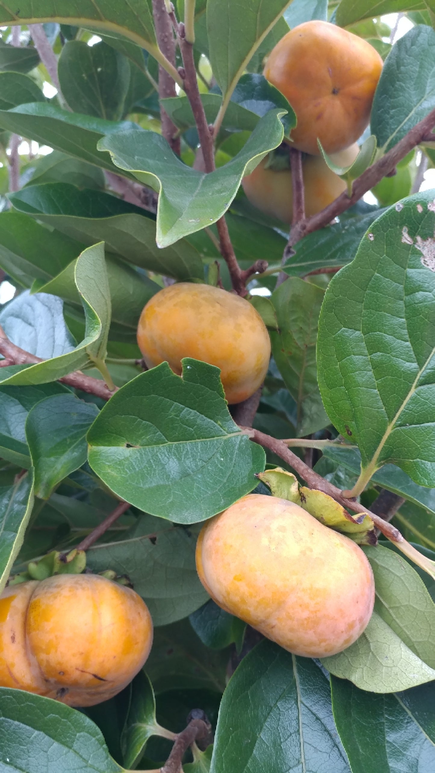 FUYU Persimmon (bare root)