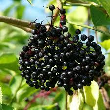 Adams Elderberry (1 Gallon Container/Trade Gallon)
