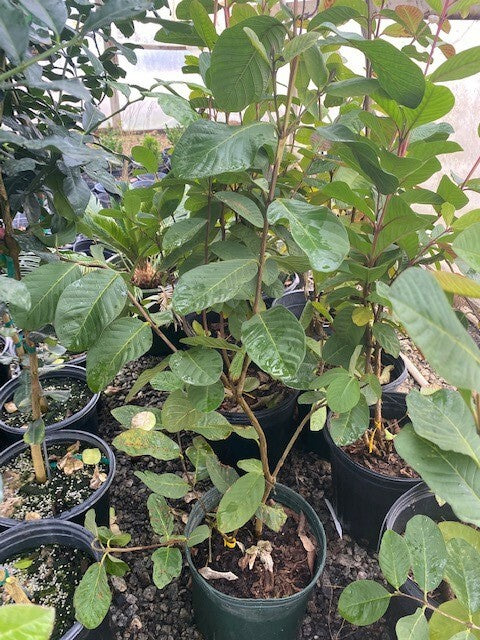 Guava 3 Gallon Container (3-5 foot)