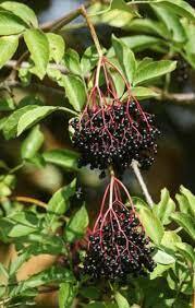 Ranch Elderberry (1 Gallon Container/Trade Gallon)