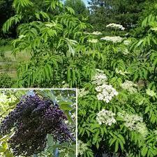 Ranch Elderberry (1 Gallon Container/Trade Gallon)