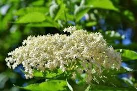 Adams Elderberry (1 Gallon Container/Trade Gallon)