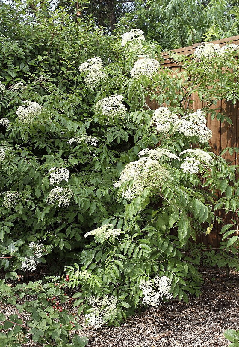 Bob Gordon Elderberry Bare Root