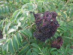 Wyldewood Elderberry Bare Root