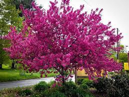 Prairifire Crabapple (bare root)