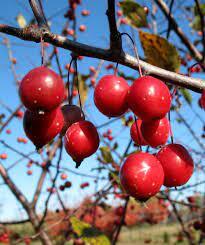 Prairifire Crabapple (bare root)