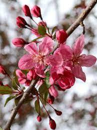 Robinson Crabapple (bare root)