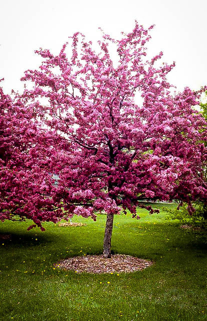 Robinson Crabapple (bare root)
