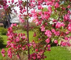 Prairifire Crabapple (bare root)