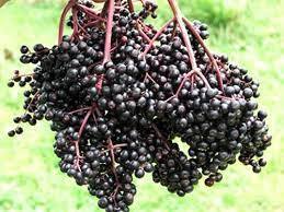 Bob Gordon Elderberry (3 Gallon Container)