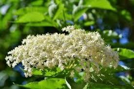 Adams Elderberry ( 3 Gallon Container)