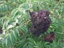 Wyldewood Elderberry (3 Gallon Container)