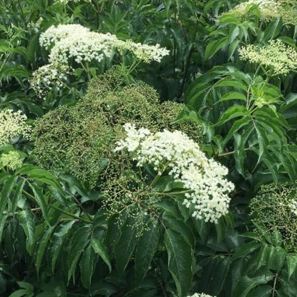 Wyldewood Elderberry (3 Gallon Container)