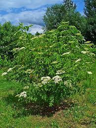 York Elderberry (1 Gallon)