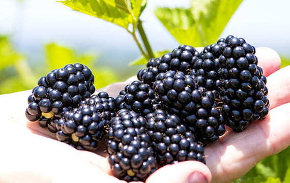 Prime-Ark Horizon Blackberry (1 Gallon Container/trade gallon) (Thorny)
