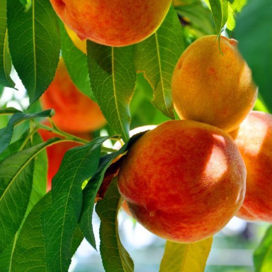 O'Henry Peach (2 Gallon Container)