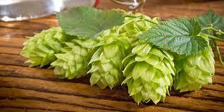 Cascade Hops (1 Gallon Container)
