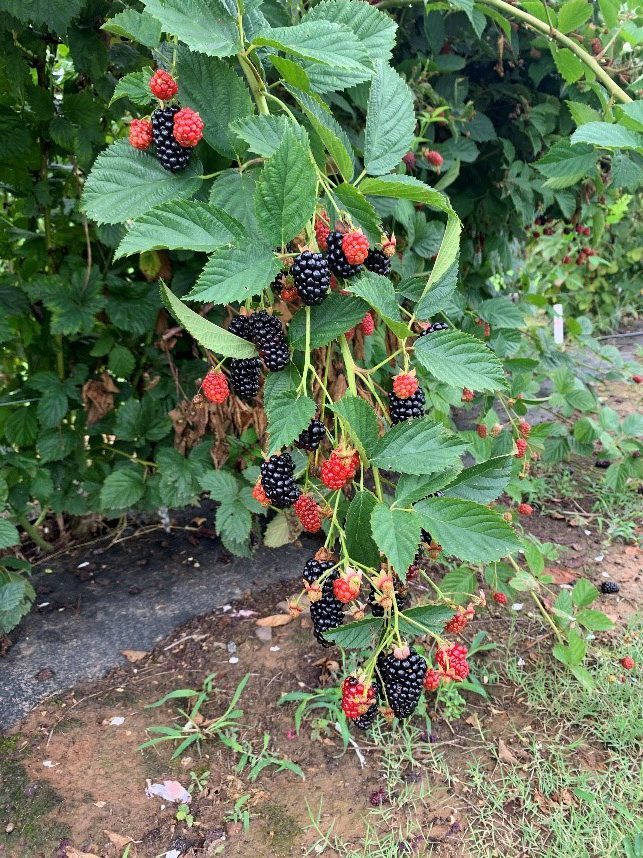 Prime-Ark Horizon Blackberry (1 Gallon Container/trade gallon) (Thorny)