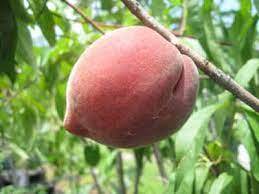 Carored Peach (Bare Root)