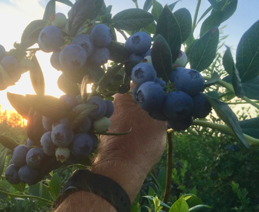 Suziblue (3 Gallon Container)