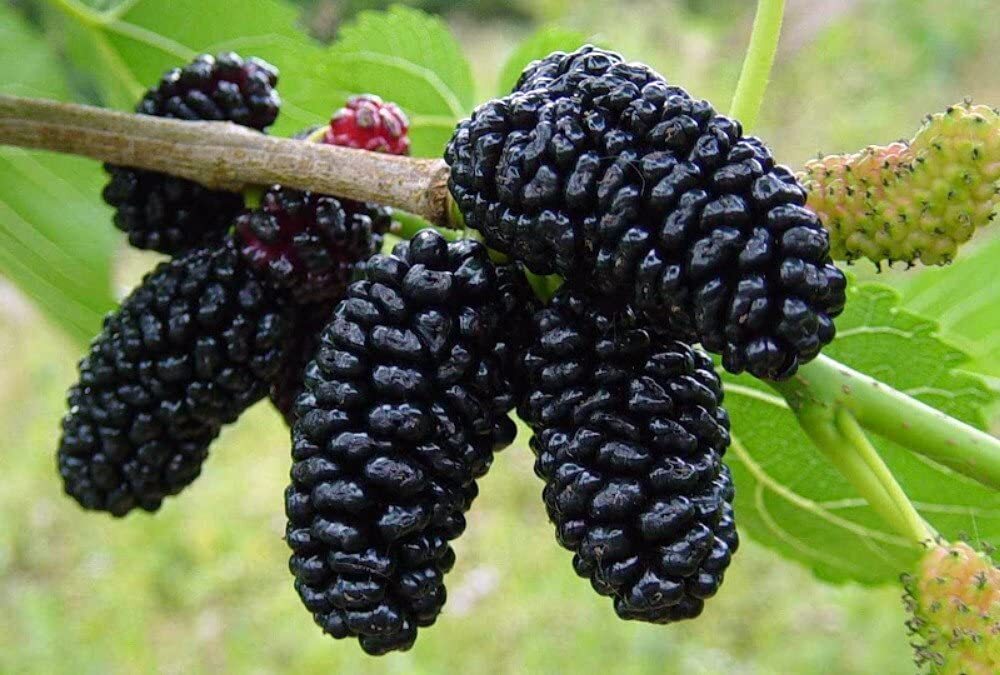 Dwarf Everbearing Mulberry (1 Gallon Container/Trade Gallon)