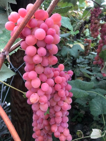 VANESSA SEEDLESS (1 Gallon Container/Trade Gallon)