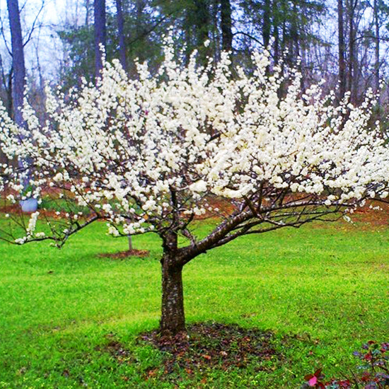 BRUCE Plum (bare root)
