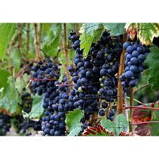 Concord Grape (Seedless) Bare Root