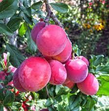 BRUCE Plum (bare root)