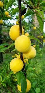 BYRONGOLD Plum (bare root)