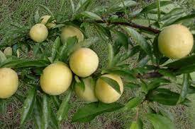 BYRONGOLD Plum (bare root)