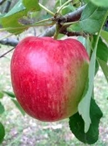 ANNA Apple (bare root)