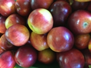ARKANSAS BLACK Apple (bare root)