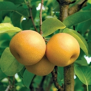 HOSUI Pear (bare root)