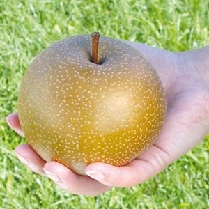 KOREAN GIANT (bare root)