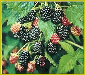 APACHE Blackberry (1 Gallon Container/ Trade Gallon)