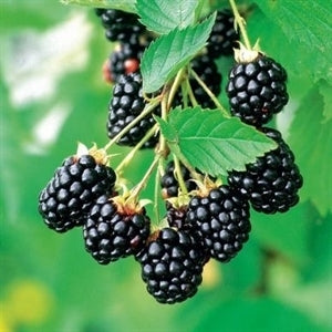 ARAPAHO Blackberry (bare root)